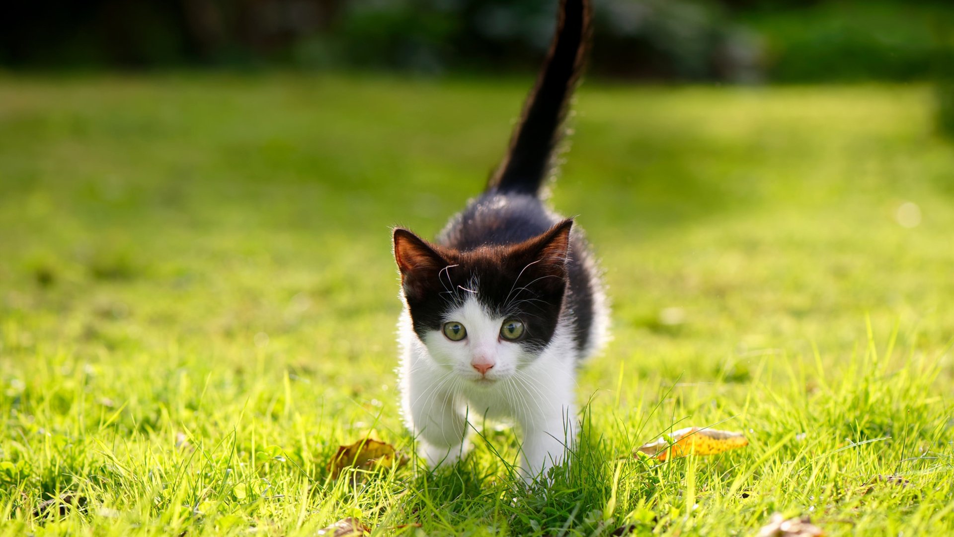 五大联赛是否通过中后场多点接应破解高压防守，五大联赛防守水平