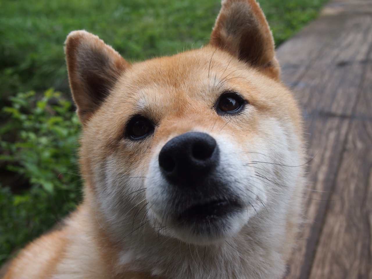 德国队如何通过赛制变动，在国际乒联混合团体世界杯中创造奇迹