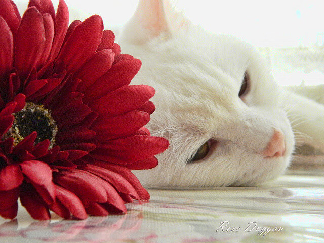 德国队如何通过赛制变动，在国际乒联混合团体世界杯中创造奇迹