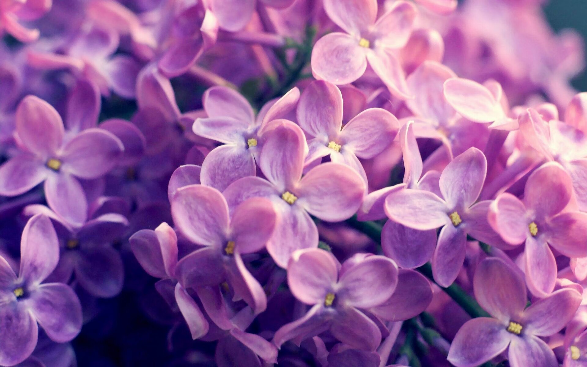 自由式滑雪赛事成绩稳步攀升，自由式滑雪赛事成绩稳步攀升