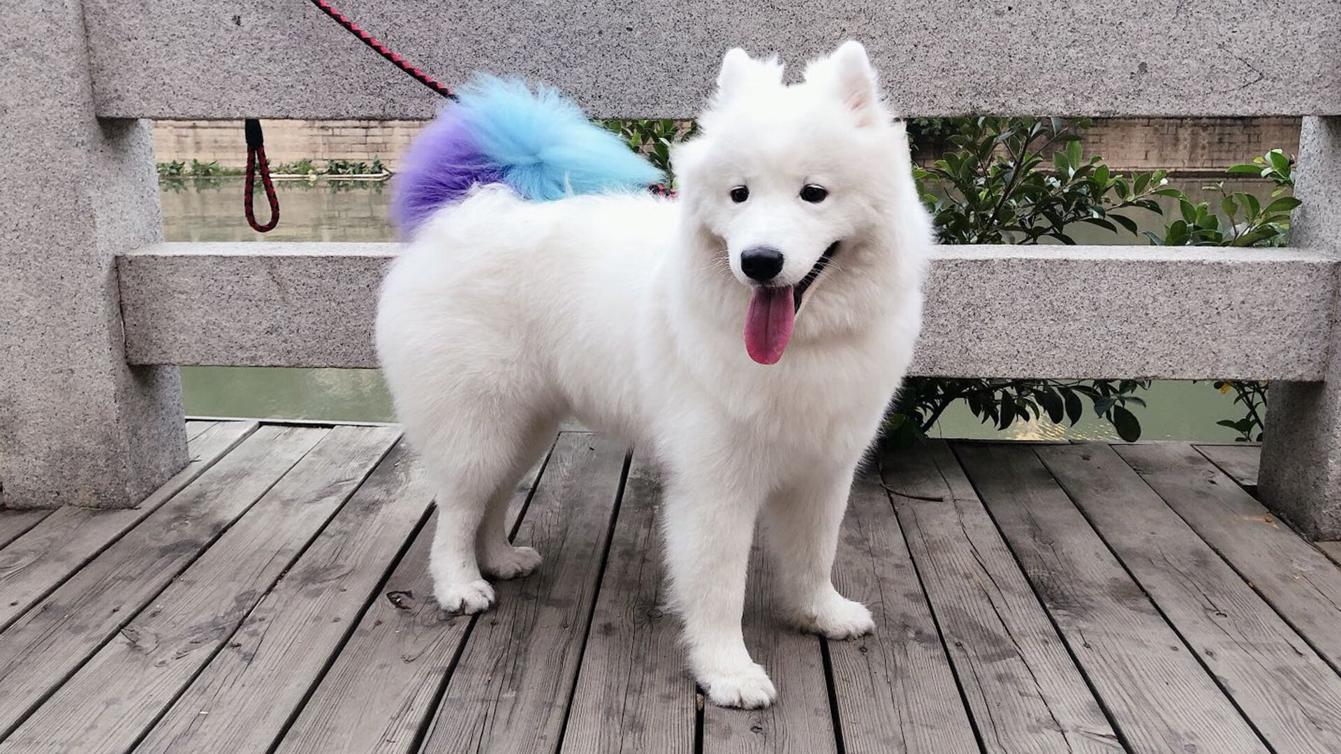 凯尔特人投篮教练讲解命中率提升技巧,凯尔特人球员篮球