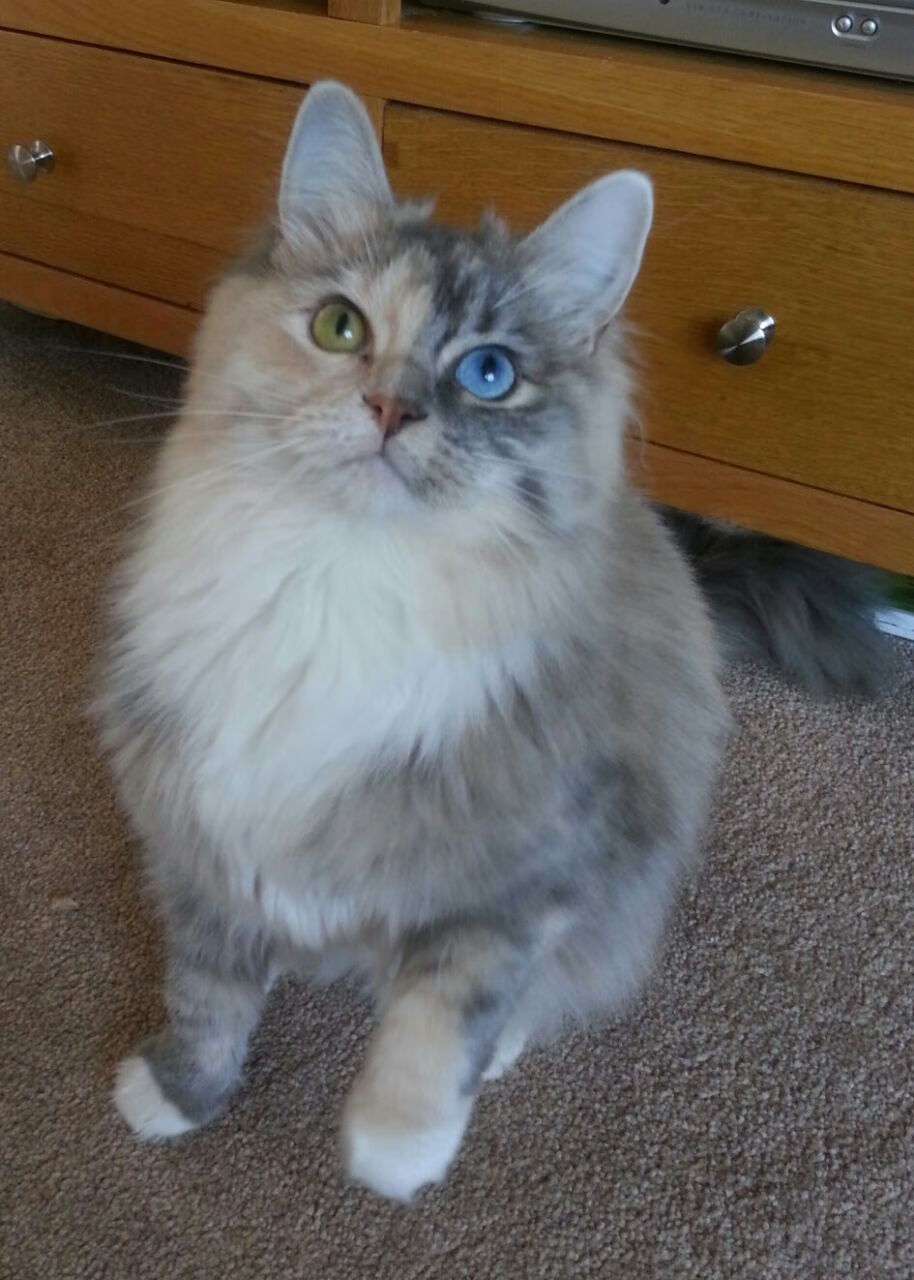 塔特的领导力:袋鼠队中场指挥官崭露头角,袋鼠队长