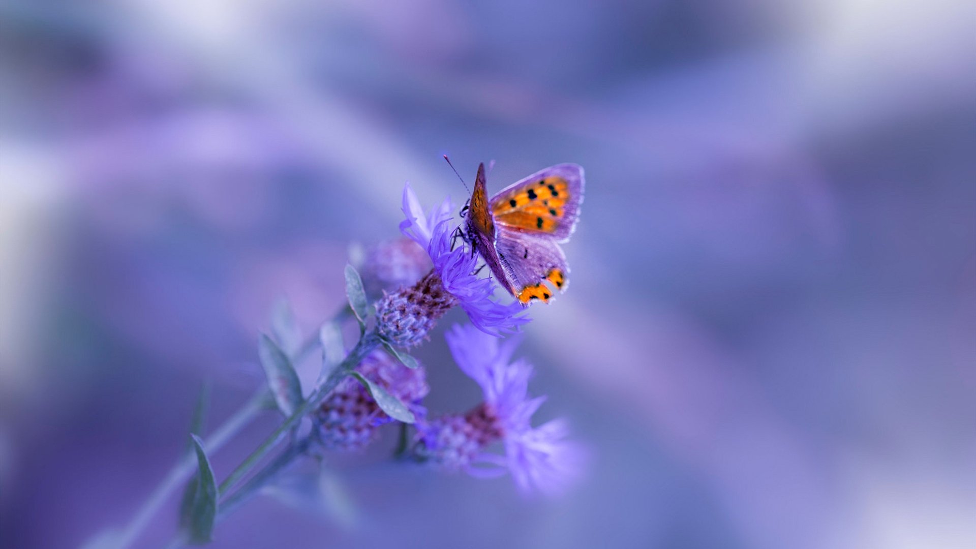 AYX官网-张雨霏混合泳泳姿优美，张雨霏游泳项目