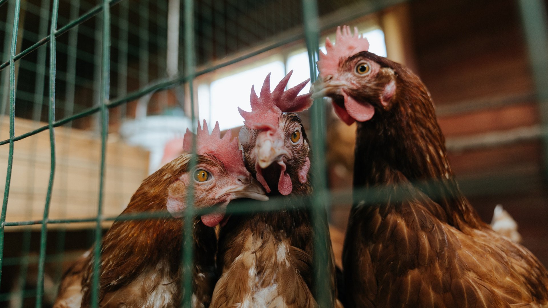 拉文快攻连得六分打停对手，拉文打球厉害吗