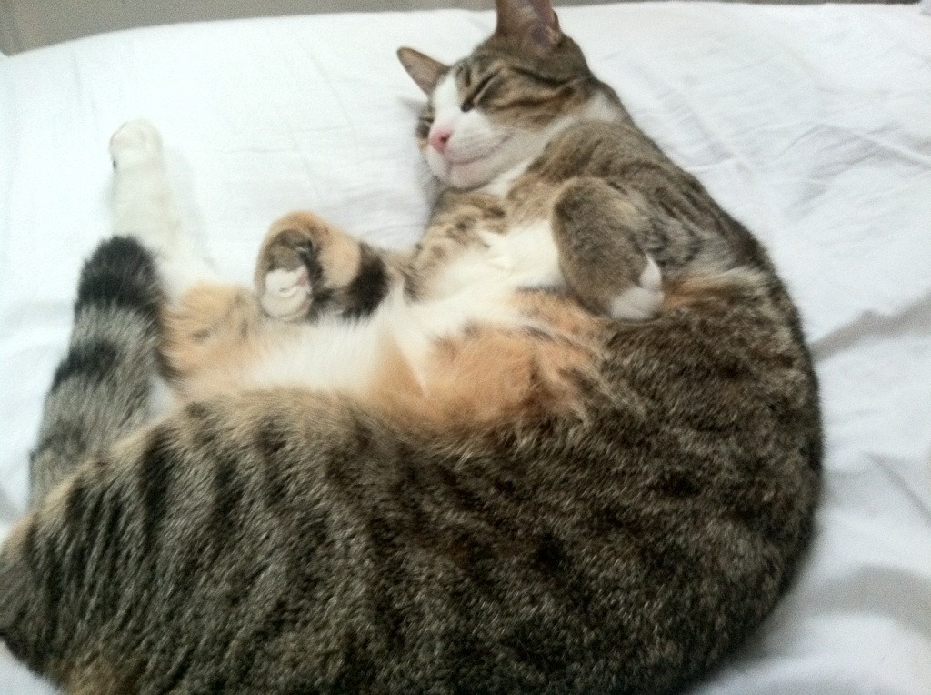 水球攻防转换南非女队节奏紧凑,fina水球